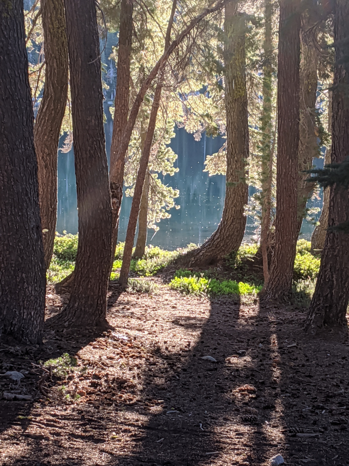 Lake of the Woods During the "Golden Hour"